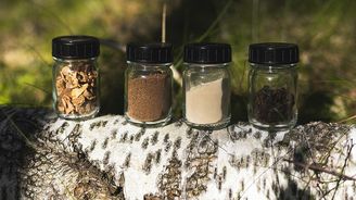 Nokian Betula Nokian Betula