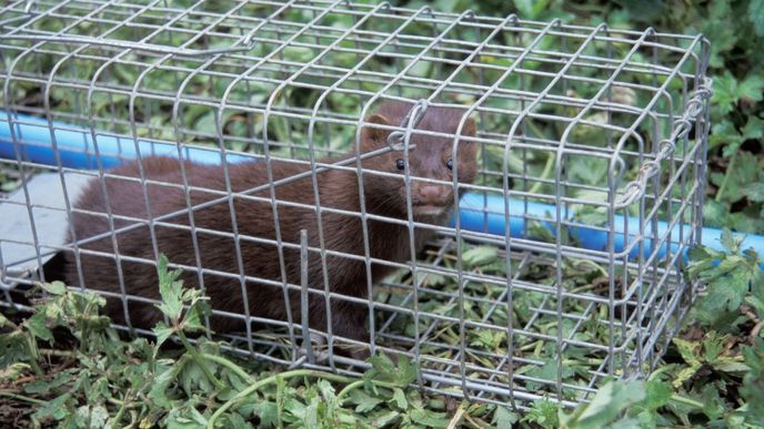 K dnešnímu dni třináct norků zásah aktivistů zabil