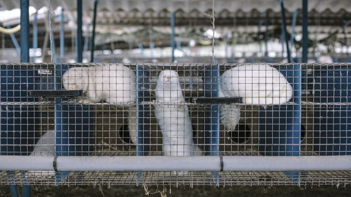 Farma Norek u Jindřichova Hradce