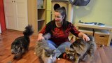 Markéta se zamilovala do norských lesních koček: S takovými se v Česku mazlí jen ona 