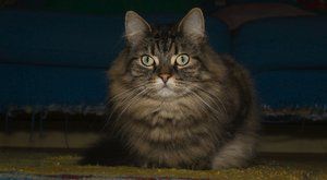 Kočičí plemena: Norská lesní kočka, tajemná micina Vikingů 