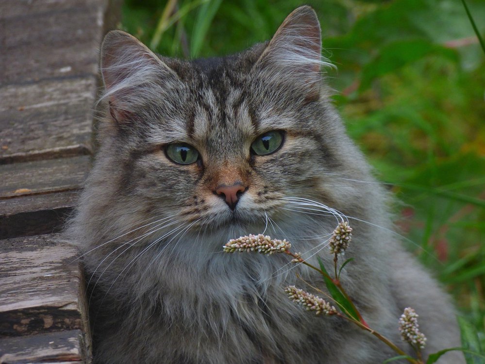 Norská lesní kočka je tajemnou micinou Vikingů