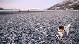 Pláž zaplavily mrtvé ryby: Co je zabilo?