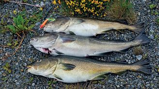 Do ráje rybářů na severu Norska