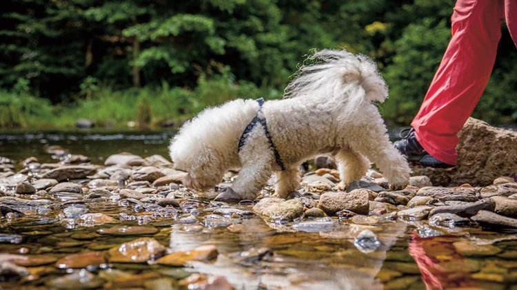 Při noseworku otestují psi svůj čich ve vodě i na souši