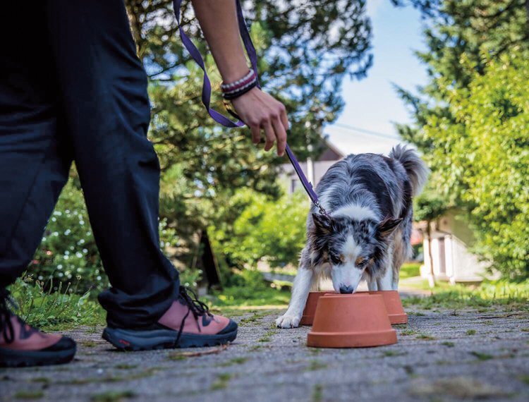 Při noseworku otestují psi svůj čich ve vodě i na souši