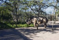 Nosorožci v Africe: Podaří se zachránit ohrožený druh?