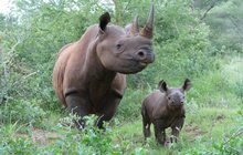 Afrika královédvorským nosorožcům svědčí: Deborah má čtvrtou holčičku!