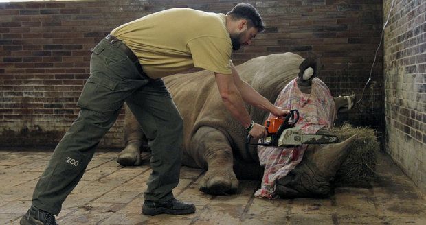 Nosorožcům řežou rohy motorovkou. Dvorská ZOO je chce chránit před pytláky