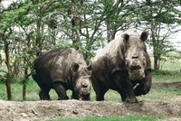 Dvůr Králové: Zruší kvůli převozu nosorožců celou zoo?!