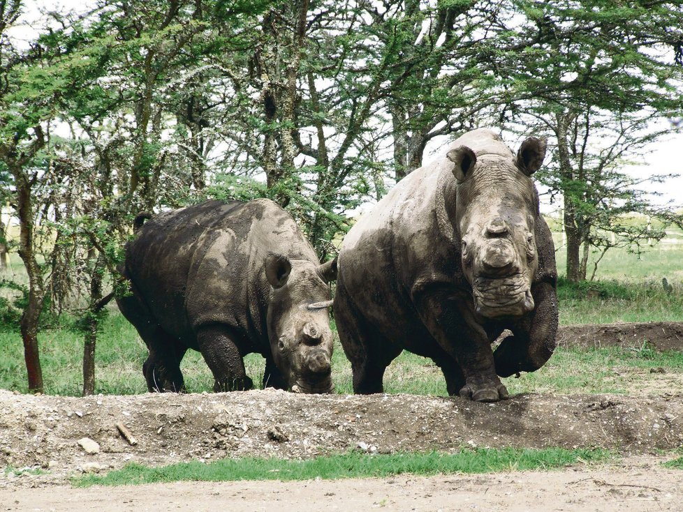 Zoo Dvůr Králové