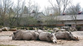 Na královédvorských nosorožcích severních visí nyní osud celé jejich populace