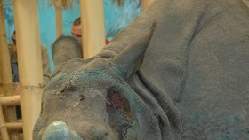 Do plzeňské zoo  z Maďarska dorazil nosorožčí samec Beni