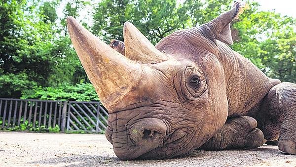 Trénování a zvykání na bednu probíhalo od podzimu.