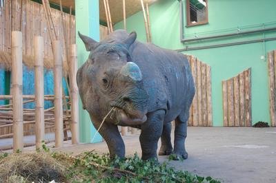 V ZOO po  celém světě je jenom asi 150 kusů indických nosorožců