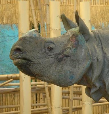 I nosorožec Beni patří mezi ohrožené druhy