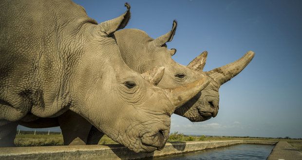 Samice nosorožce bílého Nájin a Fatu, které patří ZOO Dvůr Králové.