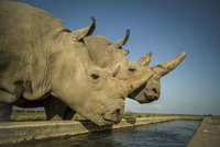 Naděje pro téměř vyhynulé nosorožce. Vědci vytvořili další embrya, i díky „české“ samici