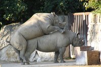 Nosorožce do Afriky nevozte, vzkazují demonstranti