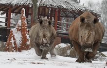 Zimní radovánky nosorožců ve Dvoře Králové: Ve sněhu se nadšeně otužují