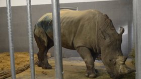 Nový nosorožec Kashka ,se seznamoval s obydlím