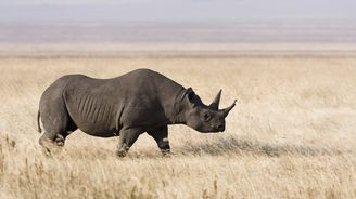 V Texasu vydražili povolení k lovu nosorožce, který se nemá střílet