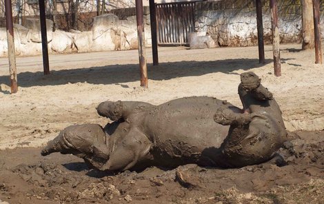 Sluníčko rozdovádělo nosorožce v královédvorské zoo. Po dlouhé zimě se nadšeně vrhli do blátivé koupele, která jim zároveň slouží jako peeling. Při čvachtání v blátě si totiž z těla očistí zbytky staré kůže.