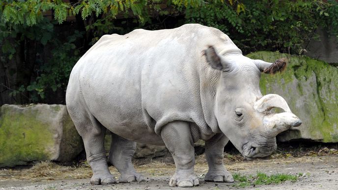 V královédvorské zoo uhynula samice nosorožce Nabiré (na archivním snímku z 15. října 2012), která byla jedním z posledních severních bílých nosorožců na světě. Příčinou smrti byla prasklá cysta.