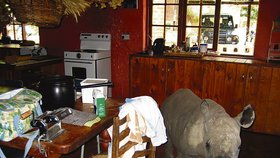 Nosorožec Tatenda často zabloudí zejména do kuchyně
