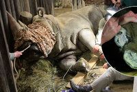 Nosorožcí samička Jessika na pedikúře: Kopýtka jí brousili v narkóze!