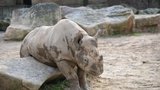 Čtvrtý nosorožec se z Česka vrací do Afriky: Eliška z Dvora Králové zamíří do Tanzanie v létě 