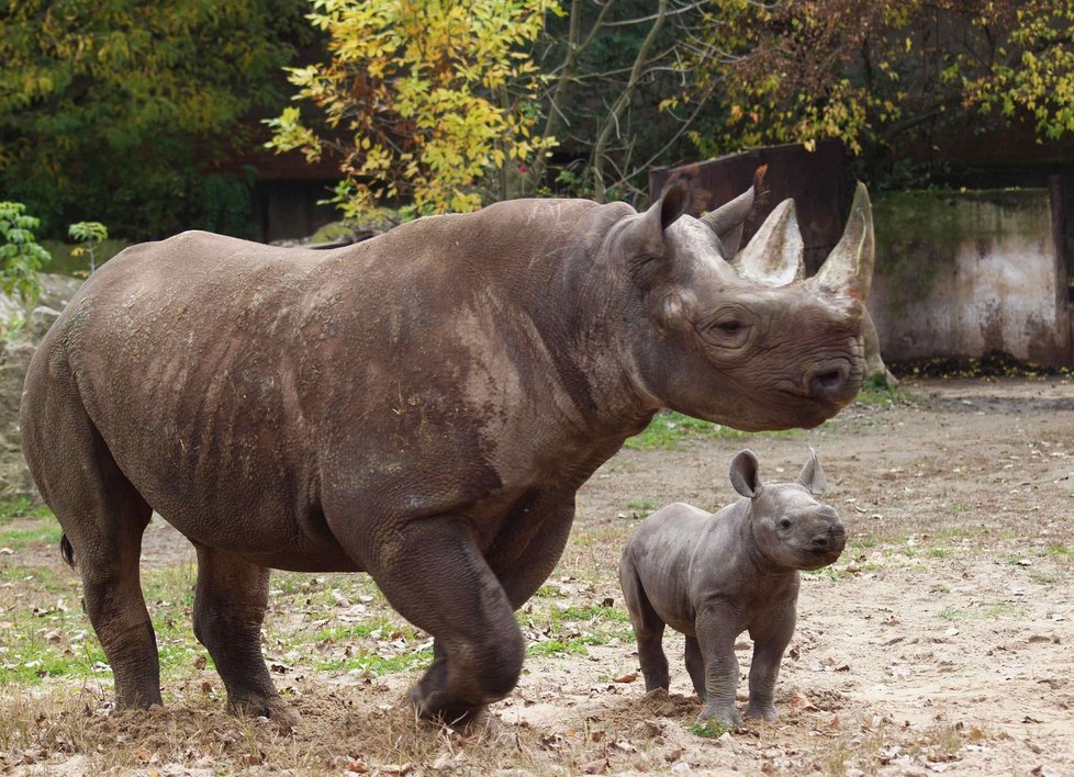 Nosorožec Eliška putoval z Dvora Králové do Afriky.