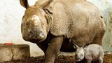 Marušce se narodila holčička: Nosorožčí dáma z Plzně zakládá chov v Polsku