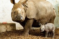 Nosorožce zabíjeli kvůli rohům: Gang, který si měl vydělat desítky milionů, míří znovu k soudu