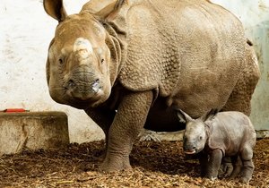 Plzeňská rodačka, nosorožčí samice Maruška, přivedla na svět v polské Wroclawi první mládě.