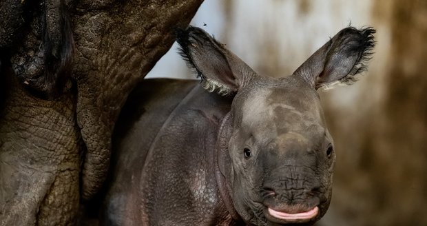 Malá samička je prvním potomkem v Plzni narozené a odchované nosorožčí dámy Marušky.