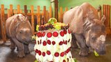 Velká sláva v plzeňské zoo: Vzácná nosorožčí slečna Růženka slaví 2. narozeniny