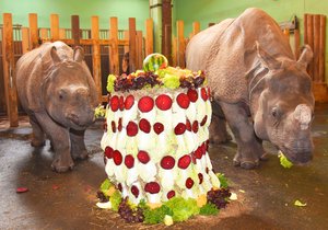 Nosorožčí slečna Růženka (menší) oslavila své 2. narozeniny a s dortem jí pomáhala matka Manjula (11).