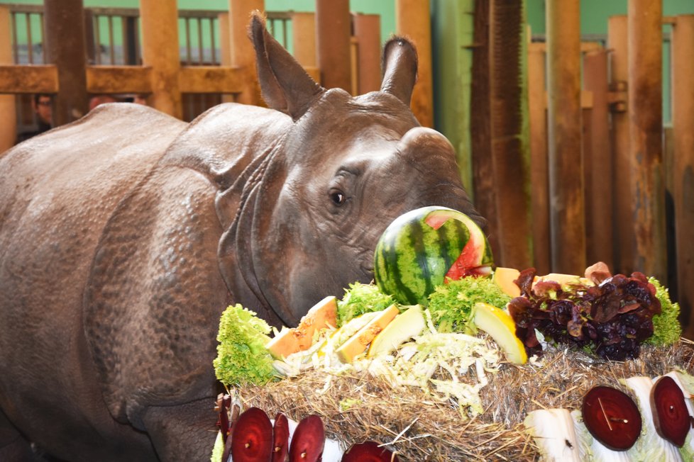 Nosorožčí slečna Růženka oslavila své 2. narozeniny.