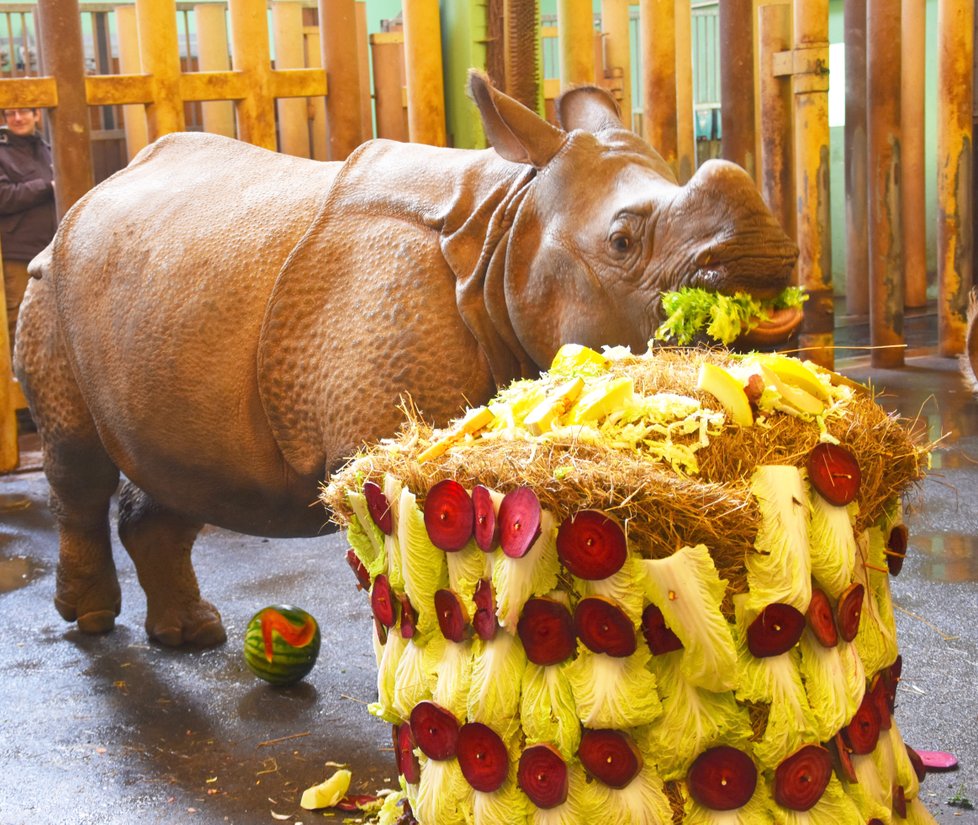 Nosorožčí slečna Růženka oslavila své 2. narozeniny.