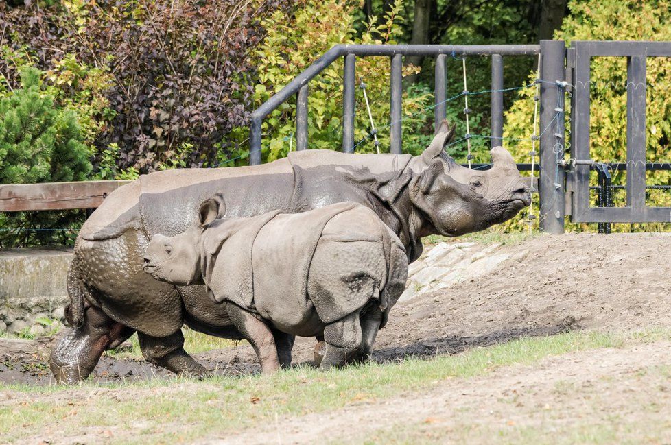 Mládě a matka nosorožce indického (ilustrační foto)