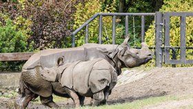 Mládě a matka nosorožce indického (Ilustrační foto)