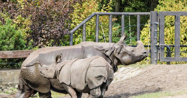 Mládě a matka nosorožce indického (Ilustrační foto)