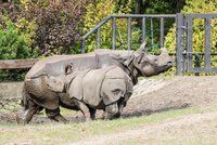 V ZOO Plzeň se narodilo druhé mládě vzácného nosorožce indického