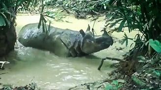 Má to 2 tuny a roztomile to dovádí v bahně... Skrytá kamera natočila unikátní video vzácného nosorožce
