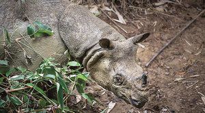 Nosorožec jávský: Vzácné setkání se vzácným druhem