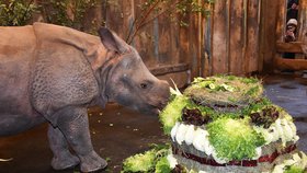 Nosorožčí slečna Růženka oslavila první narozeniny.