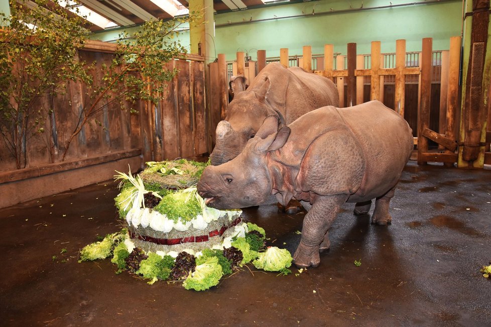 Nosorožčí slečna Růženka oslavila první narozeniny.