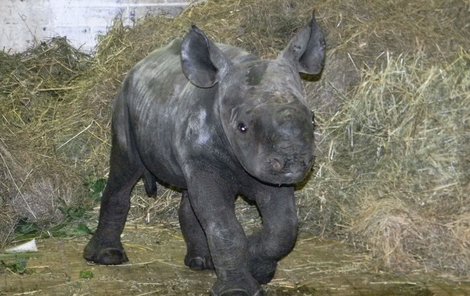 Malý nosorožec je každý den o kilo tlustší.
