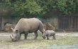 Tenhle kluk se v královédvorské zoo narodil jako 49. mládě nosorožců.